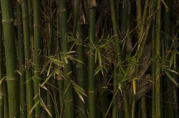 Bamboo Wallpaper Stock Images