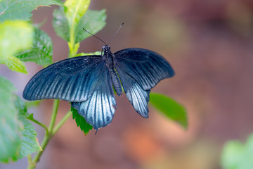 Closeup of blue Great Mormon butterfly perched on leaf