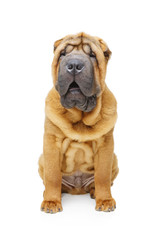 Obraz premium beautiful shar pei puppy
