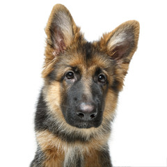 beautiful german shepard puppy