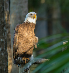 female bald eagle perched at sunset