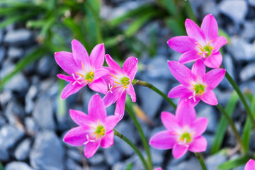 Pink zephyranthes carinata on a nature background