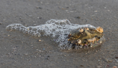 Krabbenschale mit Seepocken am Strand