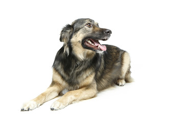 beautiful dog isolated on white