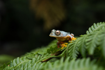 Rhacophorus bipunctatus (Double-spotted Tree frog, Orange-webbed Tree Frog, Twin-spotted Tree Frog). Tree Frog on Large Palm Leaf at tropical rainforests in North Thailand
