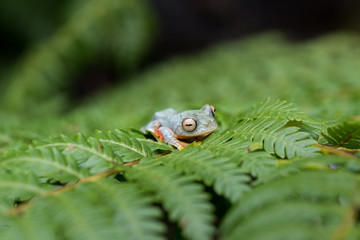 Rhacophorus bipunctatus (Double-spotted Tree frog, Orange-webbed Tree Frog, Twin-spotted Tree Frog). Tree Frog on Large Palm Leaf at tropical rainforests in North Thailand