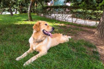 Golden retriever resting on the grass in 4th May Square, Qingdao, China