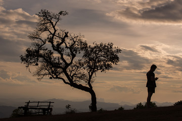 silhouette man standing  under the tree in sunset time.