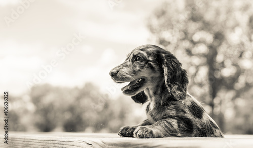 Long Hair Miniature Dachshund Puppy Stock Photo And Royalty Free