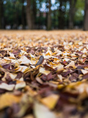 Layers of yellow gingko leaves on the ground.