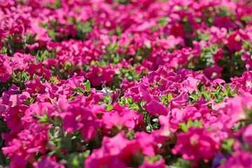 Fototapeta premium Pink blossom with green leaf in park of thailand