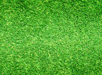 Fototapeta premium grass