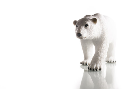 polar bear isolated