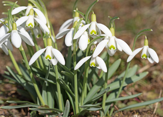 Obraz premium Schneeglöckchen, Galanthus, Frühling