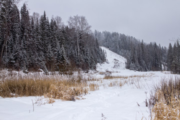 snow-covered trees on the slopes of the Ural Mountains