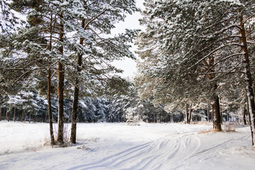 Trees covered snow in winter forest