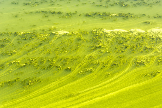 Photosynthesis Algae Images – Browse 3,550 Stock Photos, Vectors, and