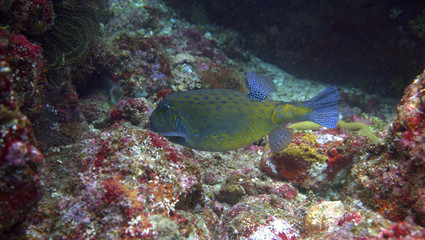 Pufferfish with nice colors at Sabang, Indonesia