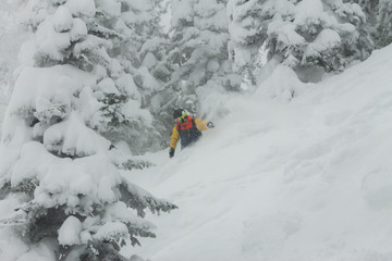 freerider rides in powder snow among the trees in the snow