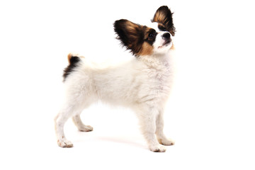 papillon dog isolated