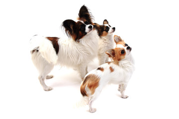 papillon dog and chihuahua isolated