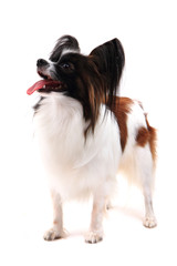 papillon dog isolated