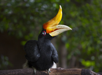 Hornbill Great hornbill, Great pied hornbill, Hornbill, selective focus