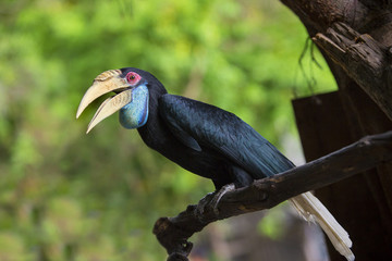 Hornbill Great hornbill, Great pied hornbill, Hornbill, selective focus