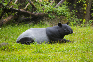 malayan tapir in zoo.