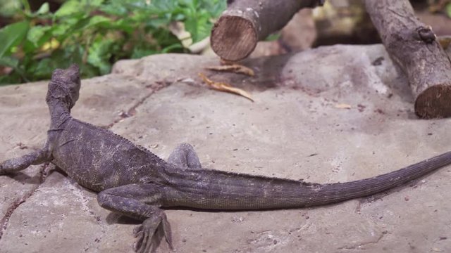 Weber's sailfin lizard (Hydrosaurus weberi) in terrarium stock footage video