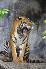 Fototapeta na wymiar Bengal Tiger sleeps clean