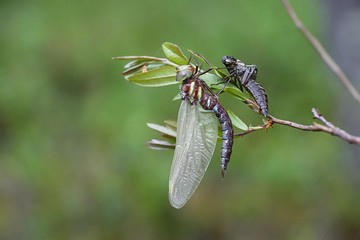 Brown hawker with nymph exuvia