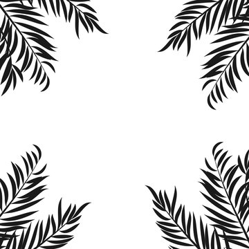 Balck silouhette of palm tree leaves isolated on white background with space for text.