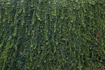 Ivy texture. Ivy hedge background. Ivyberry backdrop. Ivy wallpaper. Ivyberry backround image. Ivy wall.