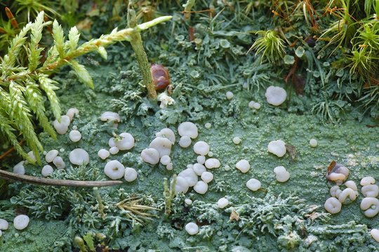 Fairy barf lichen, Icmadophil ericetorum