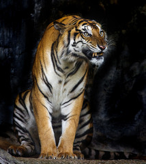 Fototapeta na wymiar Bengal Tiger sleeps clean
