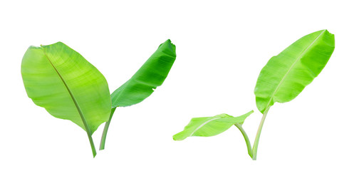 Two green banana leaf isolated on white background with clipping path.