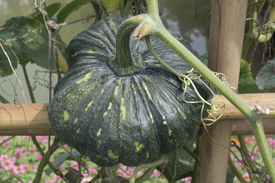 Close up of green pumpkin in organic farming.