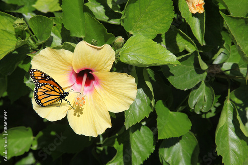 Papillon Butinant Sur Une Fleur Stock Photo And Royalty