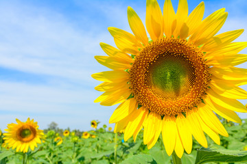 Sun flower at flower farm in Thailand. Agriculture flower farm in Thailand. Nature flower background