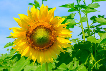 Sun flower at flower farm in Thailand. Agriculture flower farm in Thailand. Nature flower background