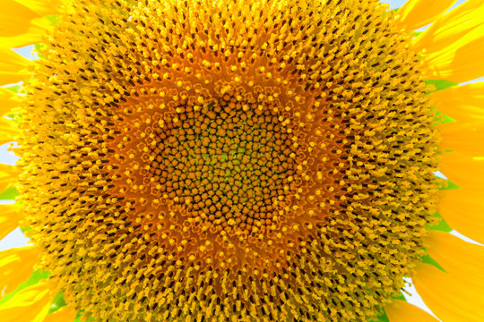 Sun flower at flower farm in Thailand. Agriculture flower farm in Thailand. Nature flower background