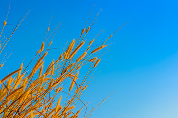 Brown grasses with blue sky background