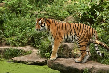 Siberian tiger, Panthera tigris altaica, walking in the grass directly to photographer. Dangereous predator in action. Tiger in green taiga habitat. Beautiful wild animal in captivity.
