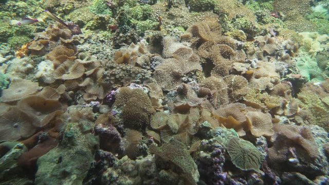 Amplexidiscus fenestrafer Elefhant Ear Anemone in marine aquarium stock footage video