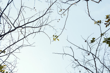 tree branch and green leaf silhouette photography