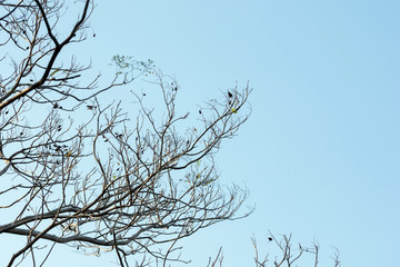 tree branch and green leaf silhouette photography