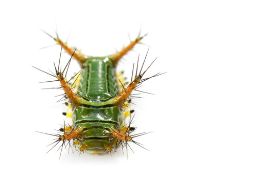 Image of Stinging Nettle Slug Caterpillar (Cup Moth, Limacodidae) "Green Marauder" on a white background. Insect. Worm. Animal.