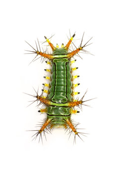 Image of Stinging Nettle Slug Caterpillar (Cup Moth, Limacodidae) "Green Marauder" on a white background. Insect. Worm. Animal.