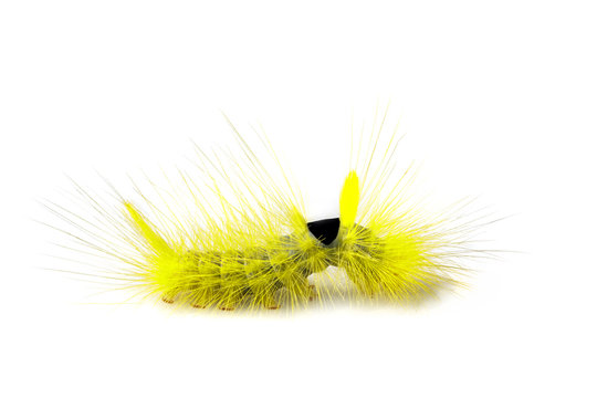 Image of Hairy caterpillar on a white background. Insect. Worm. Animal.